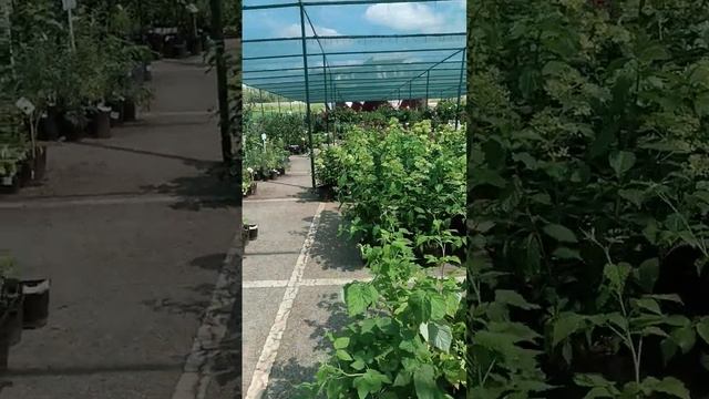 #садовый центр Абдуллиных около Меги на Рубежном,г.Уфа#150724#пахчари ӳсентӑран сутмалли вырӑн#Епхӳ смотреть онлайн