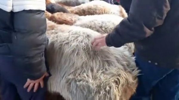 мол бозор хистварз гусфанд