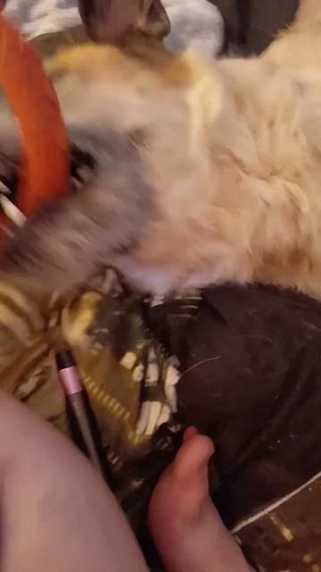 жизнь прекрасна! #смешныевидео #милыеживотные #собака #music #love #pets смотреть онлайн