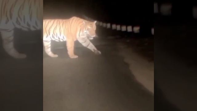 VALMIKI TIGER RESERVE. 🐯 смотреть онлайн