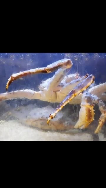 Spider crab claws up (chill really) the wander tank смотреть онлайн