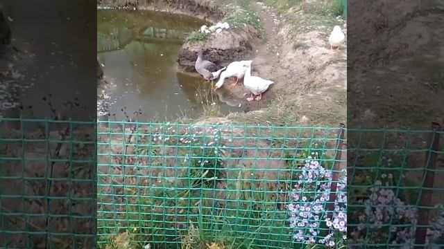 Гуси, гуси Гагага смотреть онлайн