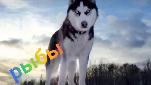 милые собачки по знаку зодиака смотреть онлайн