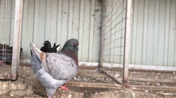 Голуби кинги KING PIGEONS 2019