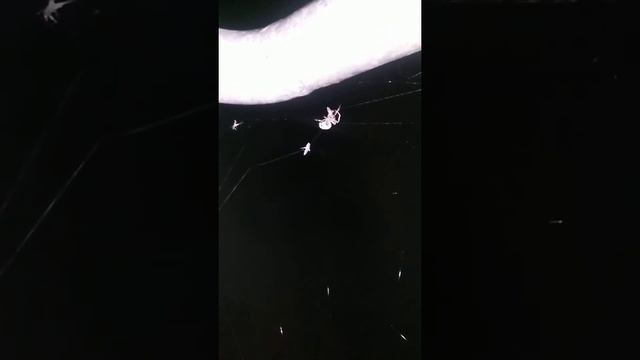 Życie pająka nad jeziorem смотреть онлайн