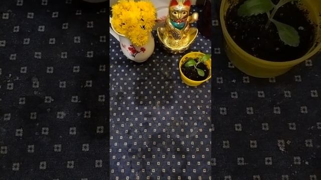 Вкусные гренки с яйцом из домашнего хлеба 🍞и цикорий сегодня смотреть онлайн
