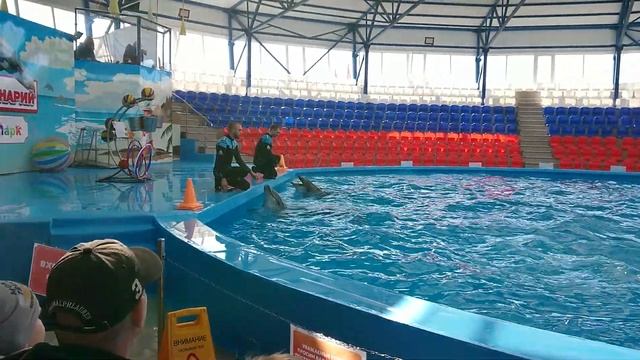 Дельфинарий СочиПарк 26.02.2020 г. смотреть онлайн