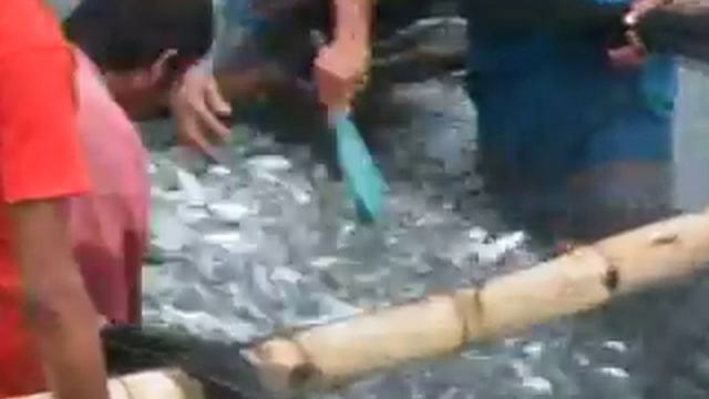 de Asis semilya bangus смотреть онлайн