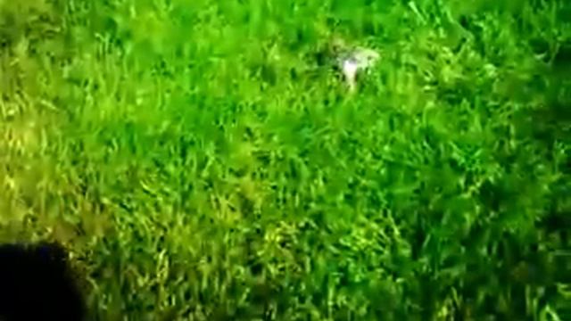 Вот так выглядит счастливый хомячок) смотреть онлайн