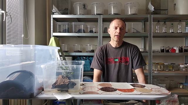 Hrabatka drsná (Pyxicephalus adspersus) смотреть онлайн