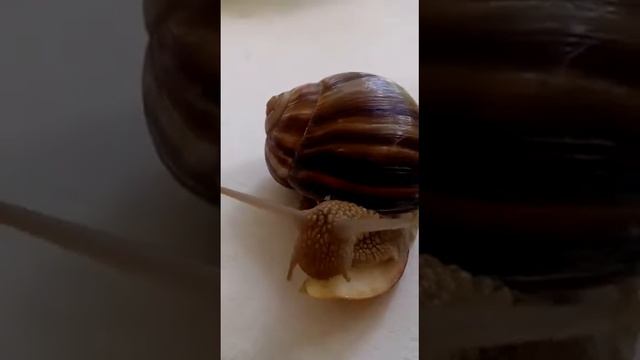 Африканская улитка моя смотреть онлайн