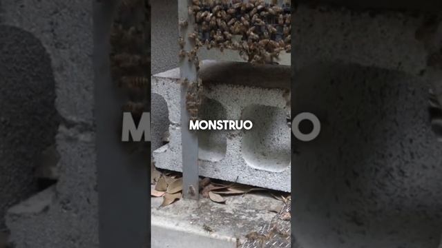 El insecto más GRANDE😱 смотреть онлайн