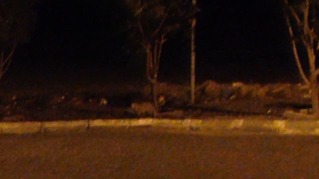 Wild Mongoose in the desert :D смотреть онлайн