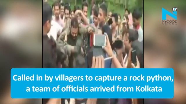 Python chokes Bengal Forest Ranger смотреть онлайн