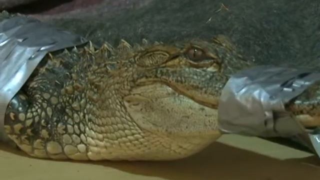 Alligator Captured in SW Missouri смотреть онлайн