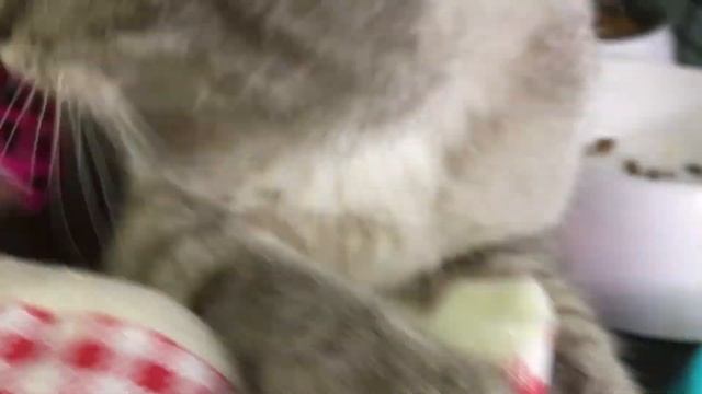 Тар смотреть онлайн