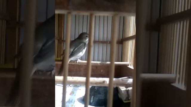 Соловей Гафиз смотреть онлайн