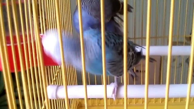 Что едят мои попугайчики? |Волнистики Катя и Гоша. смотреть онлайн