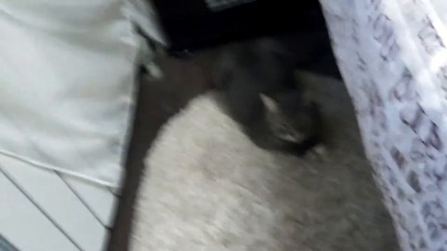 КОШКА ДЫМКА! КАКАШКА';) смотреть онлайн
