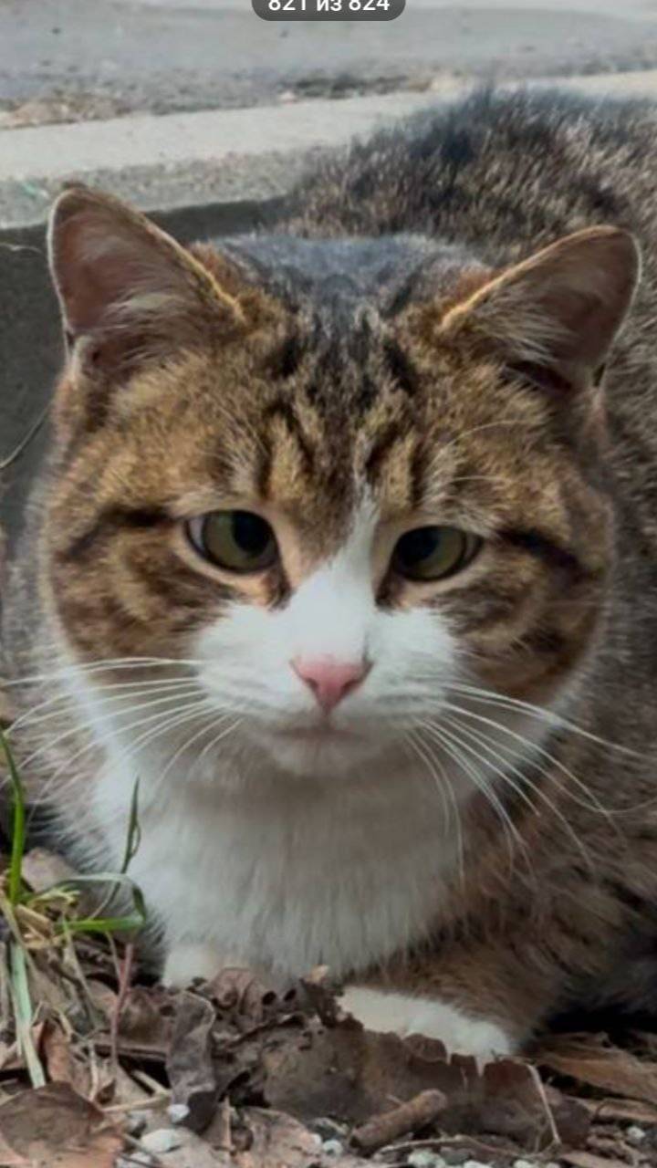 Кот или кошка?