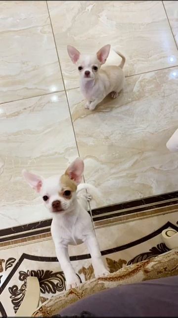 #2023 #веселыеистории #юмористы #2022 #смешныевидео #подпишись #видос #рекомендации #юмор смотреть онлайн