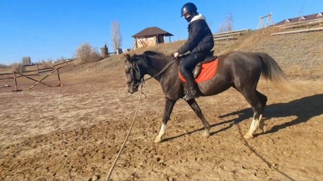Жеребчик Любомир Часть 10 (первый галоп и знакомство с хлыстиком) смотреть онлайн