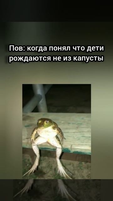мем 42 #мем #лягушка смотреть онлайн