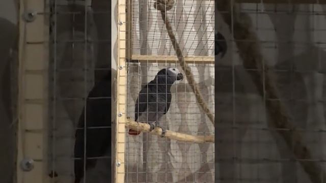 Говорящий попугай жако Моняшка танцует смотреть онлайн