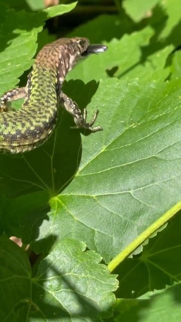 Ящериц в Крыму очень много, они безобидные #крым смотреть онлайн
