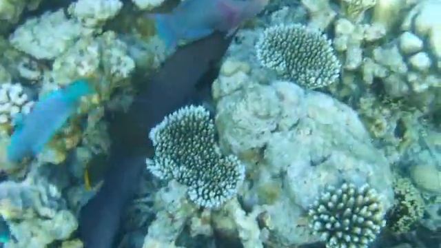 maldives embudu island смотреть онлайн