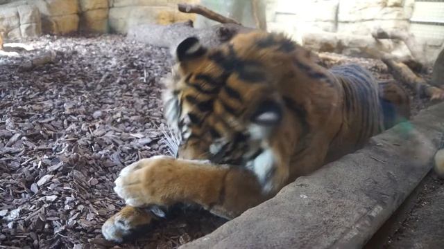 Asim, Sumatran Tiger (Panthera Tigris Sumatrae), Tiger Territory, London Zoo, Regent's Park, London смотреть онлайн