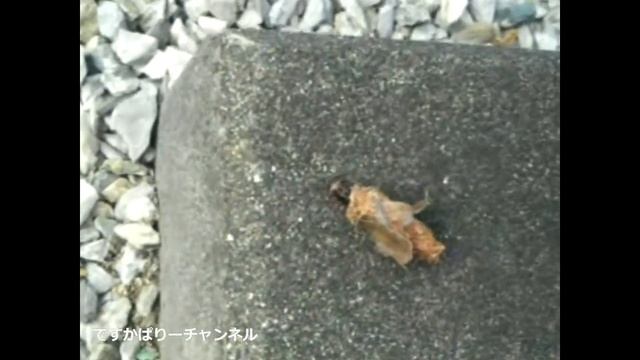 ミノムシさんの移動を観察してみた смотреть онлайн