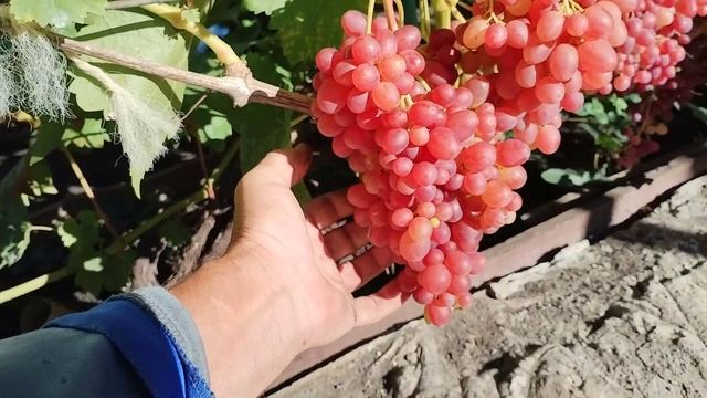 Еще раз о Велесе смотреть онлайн