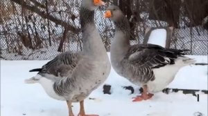 Все породы гусей  Более 60 пород