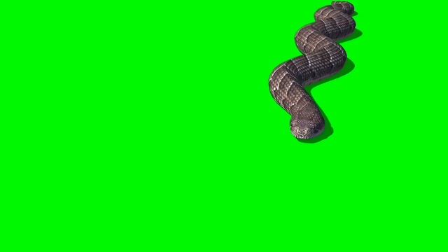 Snake anaconda 9 4k green screen смотреть онлайн
