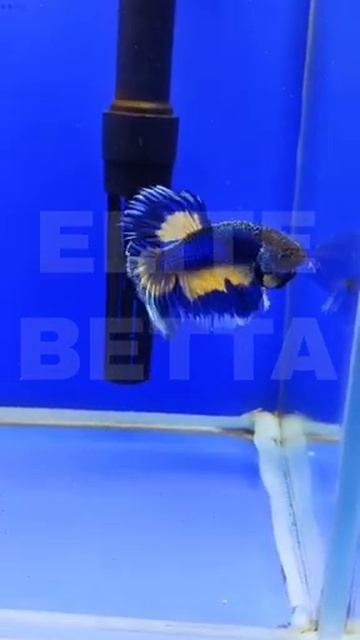 Петушок Изумрудная Кобра #bettafish #betta #aquariumfish #петушок #аквариумныерыбки #fish смотреть онлайн