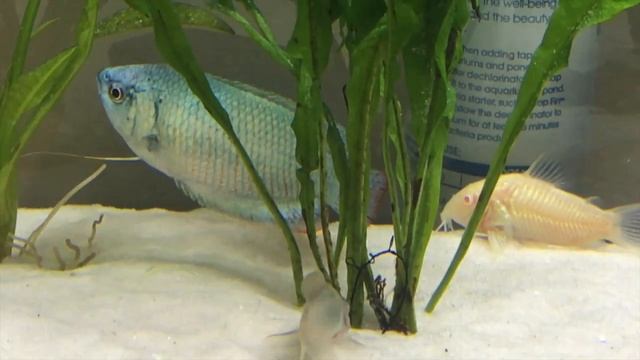 I GOT A DWARF GOURAMI! смотреть онлайн