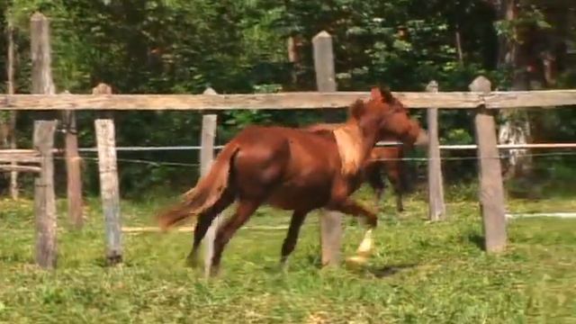Haras Santa Rita da Bela Vista - TREVO смотреть онлайн