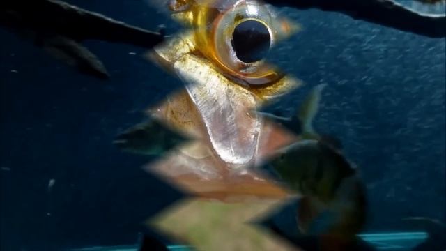 River Monsters: Goliath Tigerfish (Hydrocynus Goliath) смотреть онлайн