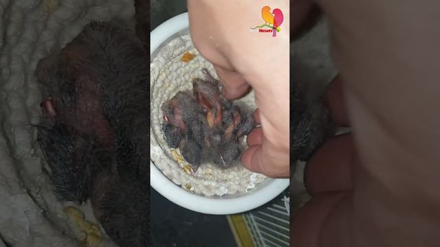 Канарейка кольцевание птенцов 2022 смотреть онлайн