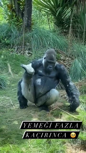 🦍 опять горилла 😂🤫 смотреть онлайн