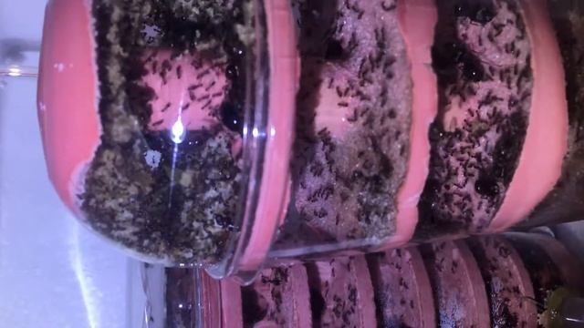 Massive Carebara diversa colony doing well смотреть онлайн