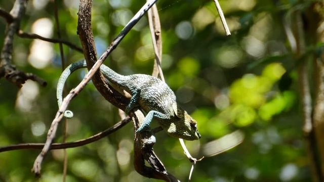 Amber mountain chameleon (Calumma amber) смотреть онлайн