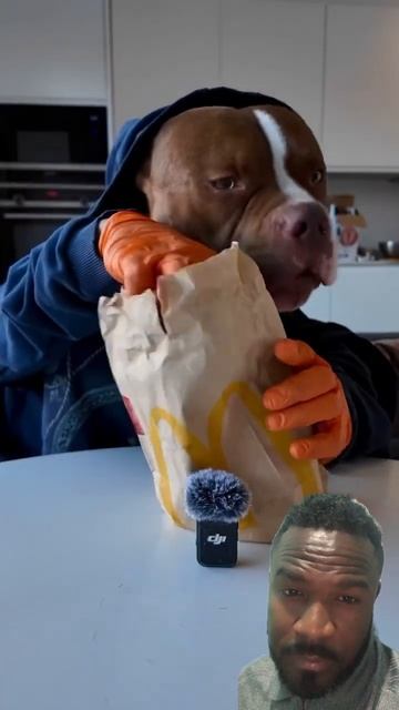 #dog #mukbang #pitbull #food #pets #funny #rottweiler #dancemusic #comedy #cheetah смотреть онлайн