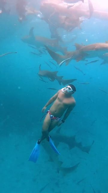 Nurse Sharks in the Maldives! #adventure #destination смотреть онлайн
