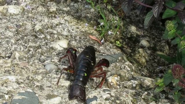 Rode Amerikaanse rivierkreeft - Procambarus clarkii - Annelies van Klinken смотреть онлайн