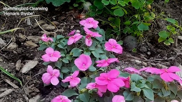Hummingbird Clearwing - Hemaris thysbe смотреть онлайн