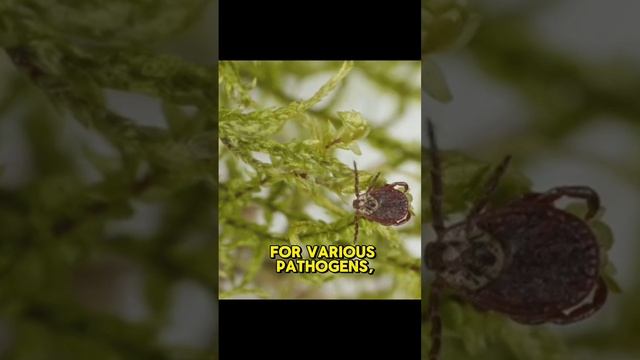 IXODES RICINUS смотреть онлайн