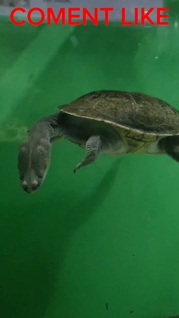 Turtle #monkey #animals #The flag of the European Union is made of magnetic balls смотреть онлайн