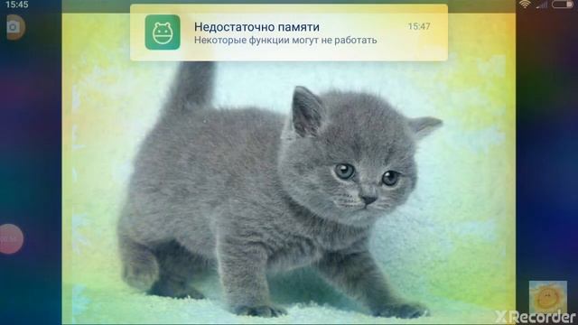 Песня я кошечка гламур 🐈 смотреть онлайн